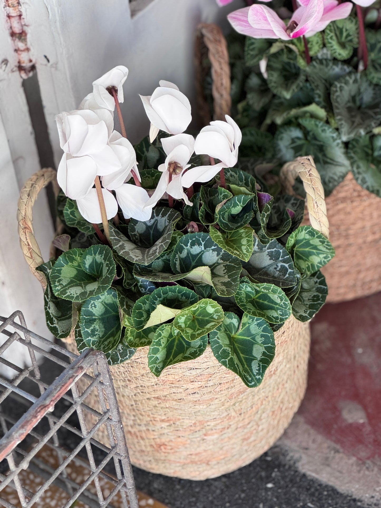 CYCLAMEN BASKET