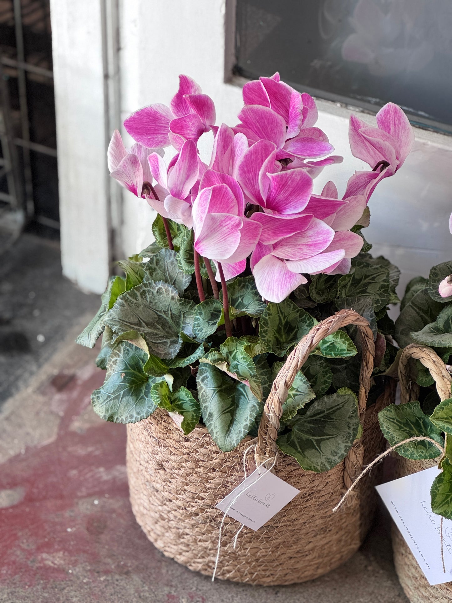 CYCLAMEN BASKET
