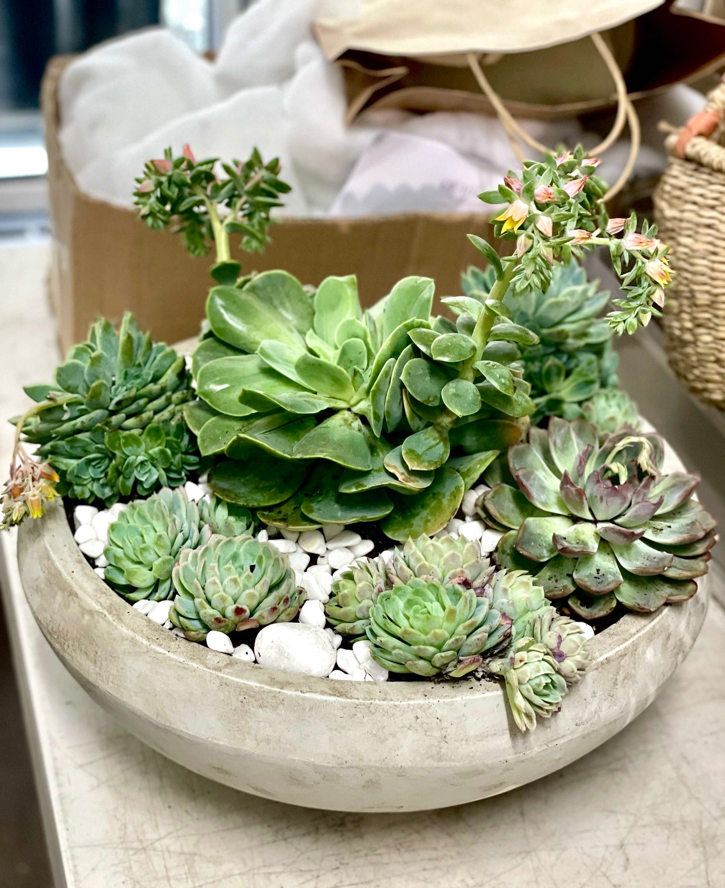 SUCCULENT GARDEN