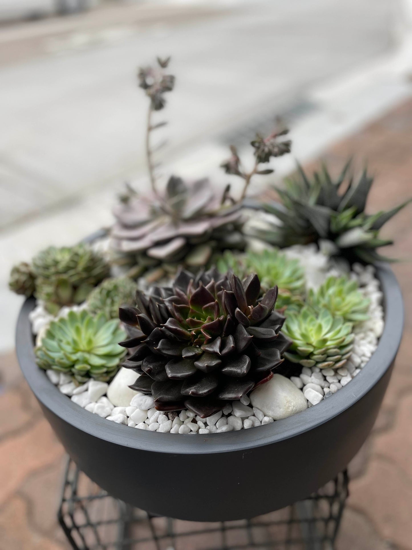 SUCCULENT GARDEN