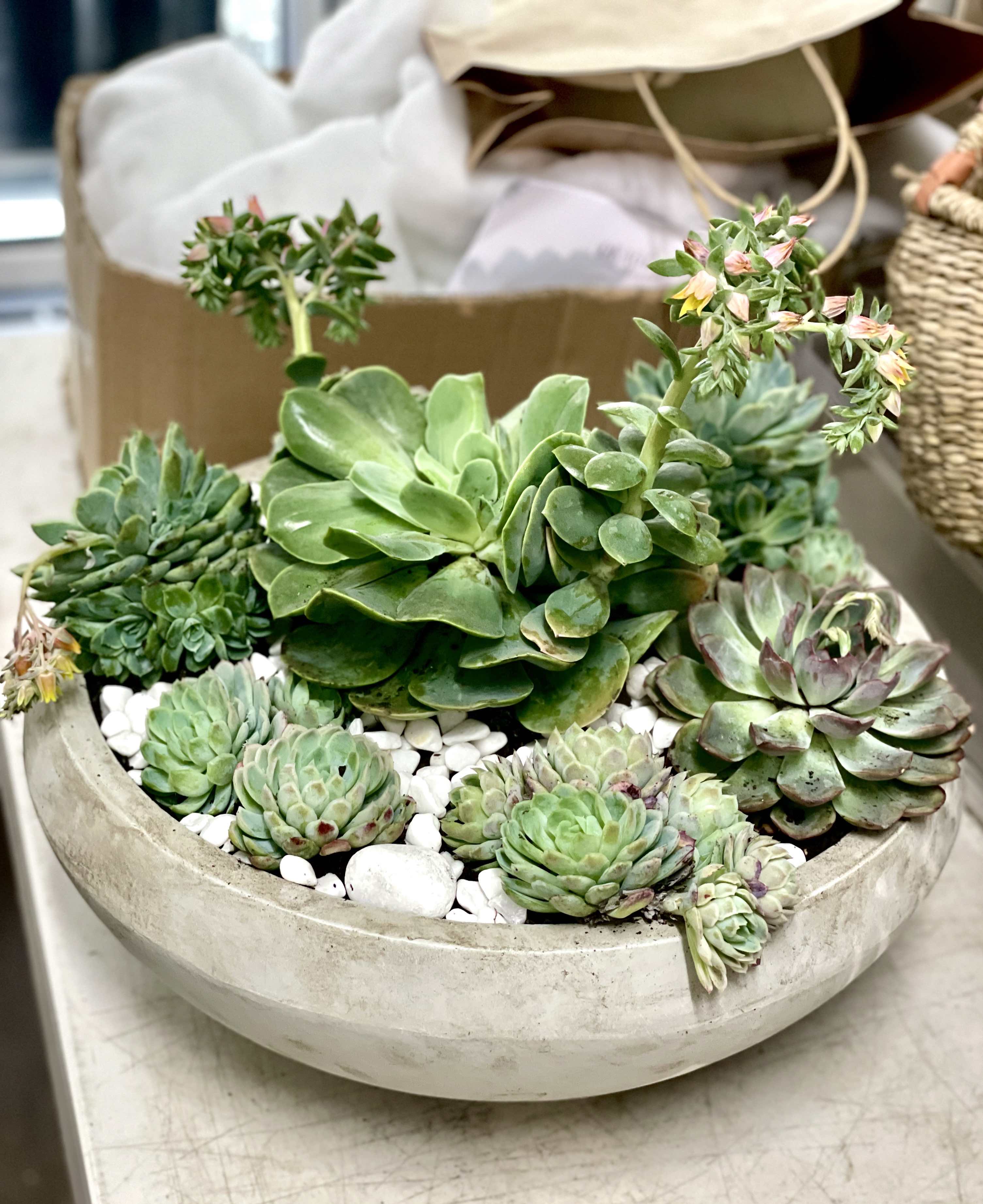 SUCCULENT GARDEN  HelloBronte