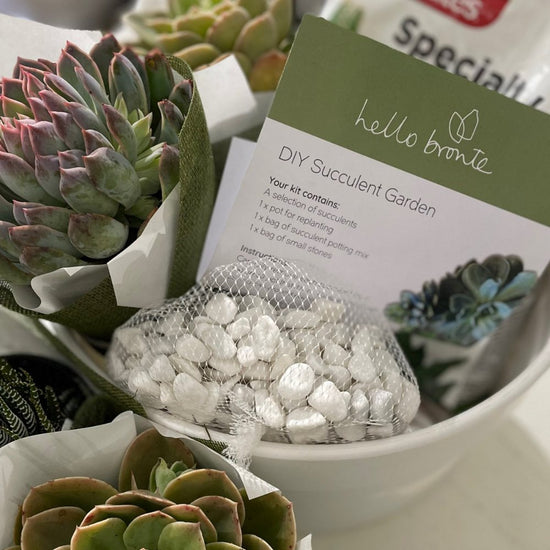 succulent potting kit SUCCULENT GARDEN KIT – HelloBronte